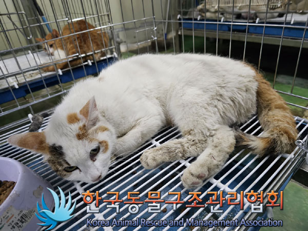 한국동물구조관리협회_411303202300229